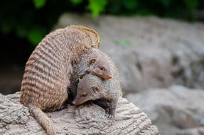 Animal Mongoose