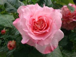 Rose bud is a beautiful view of the landscape