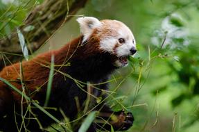 photo of a red panda in the wild