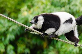 closeup photo of rare black and white lemur is walking on a rope