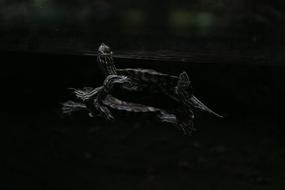 dark photo of goodly Reptiles in Lake