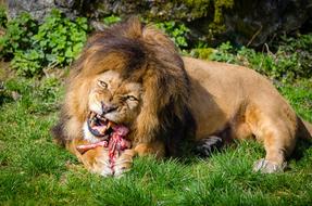 perfect Big Cat