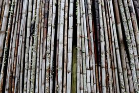 photo of bamboo stems