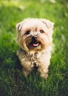 small purebred dog on the grass on a blurred background