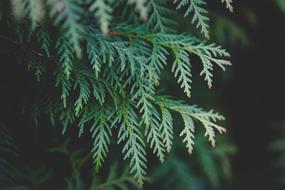 Thuja Plant Branch