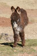 fluffy baby donkey in Peru