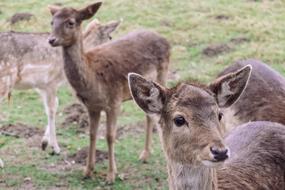 reindeer wild