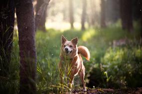 red-haired domestic dog walks in the forest