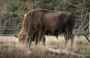 photo of a bison in an autumn pasture