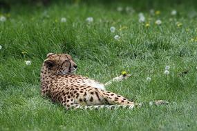 goodly Cheetah Spots Animal