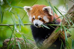 goodly red panda