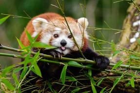 fabulous Adorable Red Panda