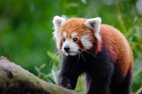 goodly Adorable Red Panda