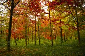 Colours Autumn Fall forest