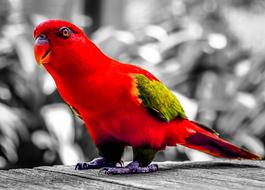 goodly Parrot Red Bird