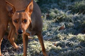 goodly Dog Hybrid Cold