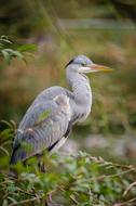 excellent beauty Avian Beak bird