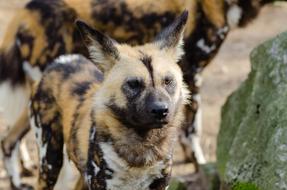 impressively beautiful African Wild Dog