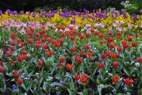 colorful Flowers in the Garden