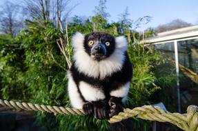 Animal Cute looking