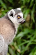 stunningly beautiful Animal Blur