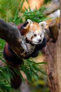 red panda on a branch on a blurred background