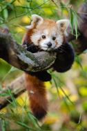 goodly Red Panda Animal