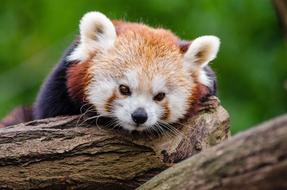 red panda sleeps on a tree