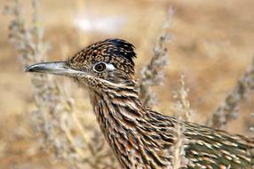 Profile portrait of the beautiful, colorful and cute Geococcyx californianus, Greater roadrunner