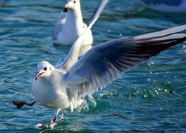 excellent beauty Gull Lake Bird