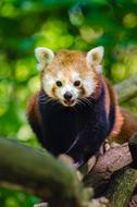 Beautiful and cute red panda on the tree