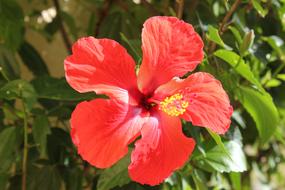 Flower Hibiscus Red