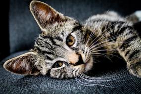 face of Adorable young tabby Cat resting on seat