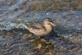 fabulous Duck Water Bird