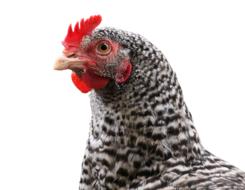 stunningly beautiful Chicken Hen Bird