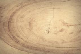 wallpaper with old oak section