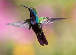 small Hummingbird Bird Flight