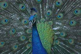Peacock, Bird with wide open Colorful tail feathers