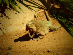 fabulous Iguana Zoo, san diego