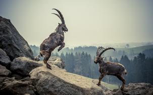 photo of two alpine ibex in the mountains