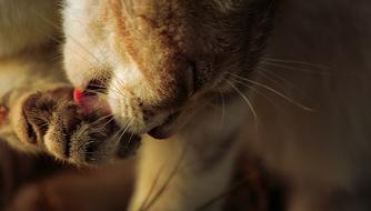 cat licking paw close up