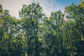 Birds Eye Branches Conifer