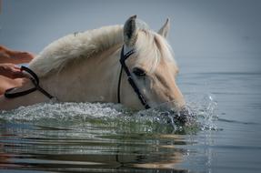 Horse Swimming Beach