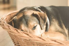 domestic dog sleeping in a wicker basket