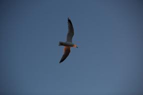 bird with wingspan in blue sky