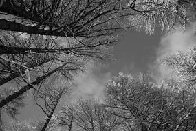 B W Nature Sky