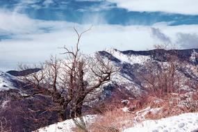 Winters Snowy Nature