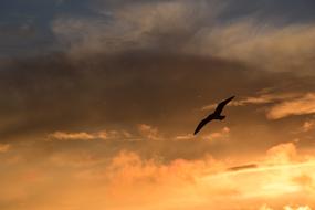 seagull flight in orange sunset sky