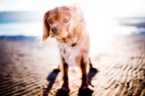 fabulous Animal Blur dog