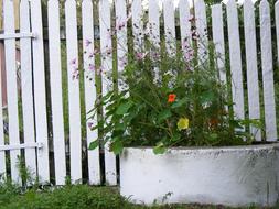 Flowers Plants White
